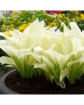 Hosta White Feather